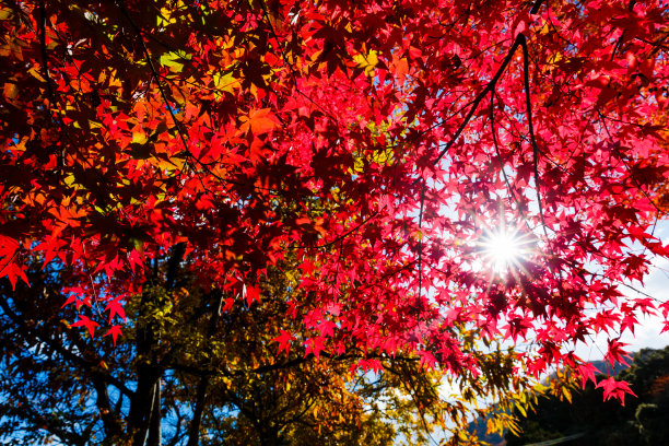 秋天五颜六色的枫叶图片下载