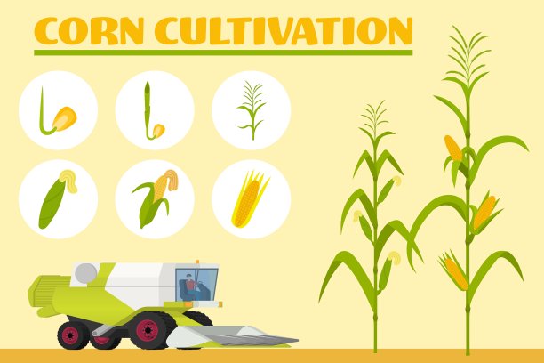 从种子到成虫的生长阶段图片下载