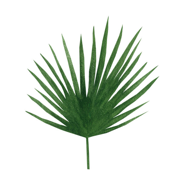 热带的叶子和元素。丛林植物水彩插图。植物成分，如棕榈叶等。装饰用手绘植物图片下载