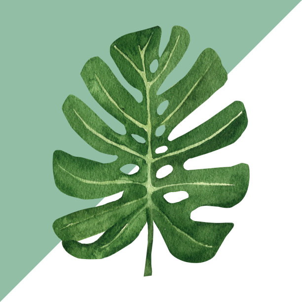 热带的叶子和元素。丛林植物水彩插图。花的元素，如大叶装饰用手绘植物图片下载