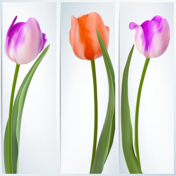 一套旗帜与彩色花EPS 10图片下载