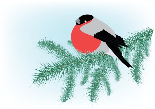 红腹灰雀图片下载