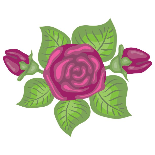 美丽的粉红玫瑰图片下载