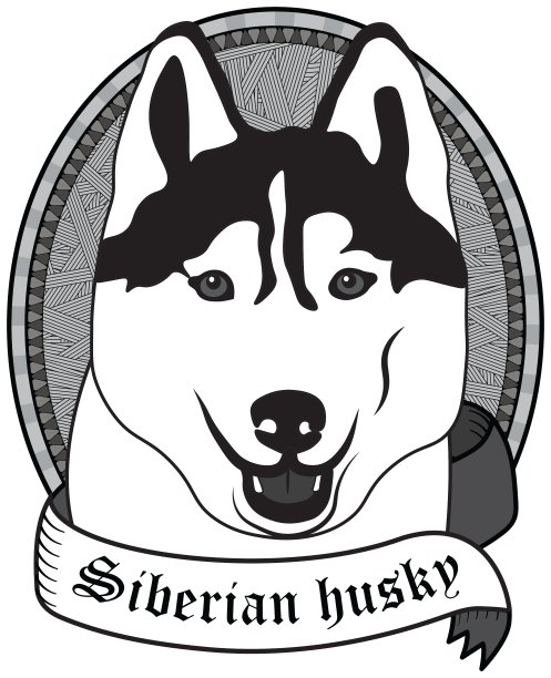 西伯利亚哈士奇肖像孤立的狗图片下载