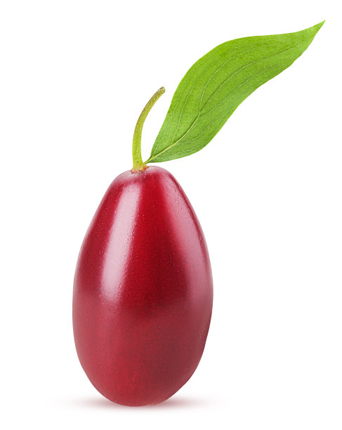 有叶的山茱萸图片下载