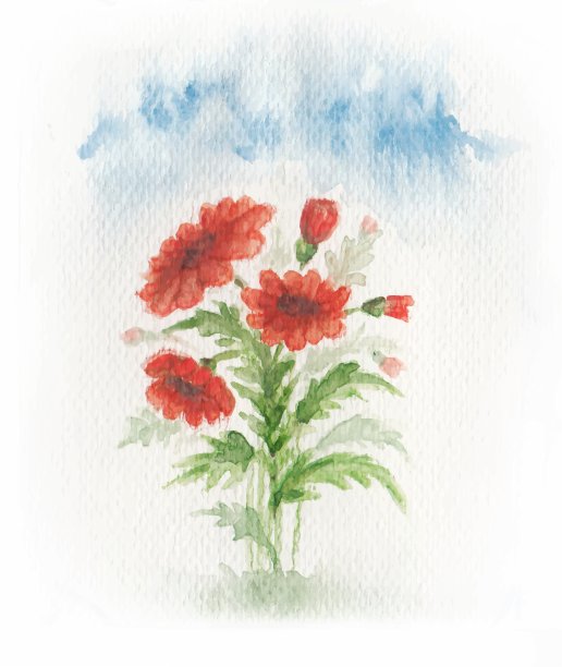 草地上的红罂粟图片下载