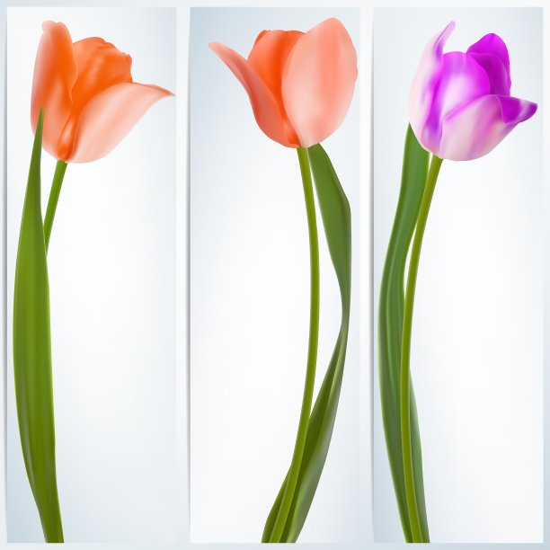 一套旗帜与彩色花EPS 10图片下载