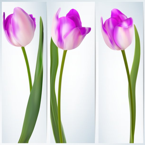 一套旗帜与彩色花EPS 10图片下载