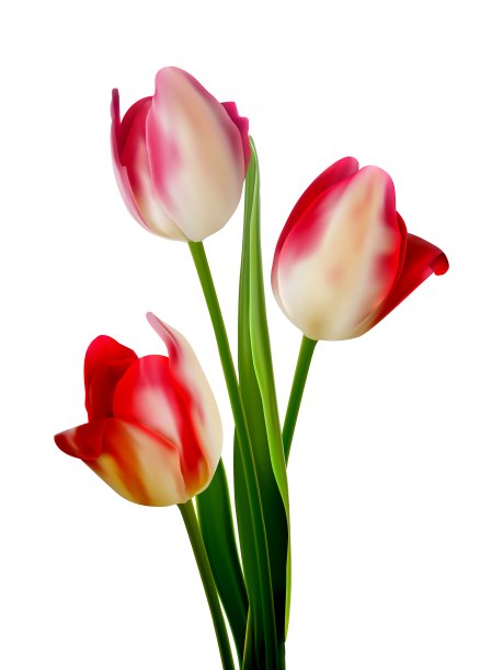 美丽的郁金香花束上的白色EPS 10图片下载