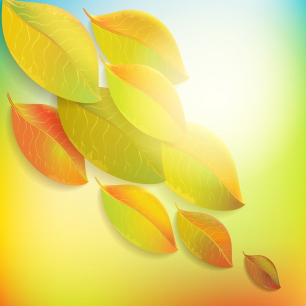 秋天色彩斑斓的树叶图片下载