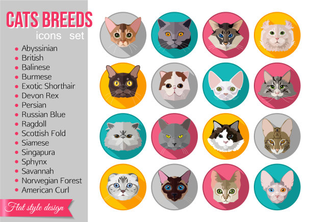 一套平坦的流行品种的猫图标图片下载
