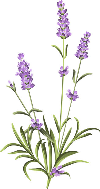 薰衣草优雅的卡片图片下载