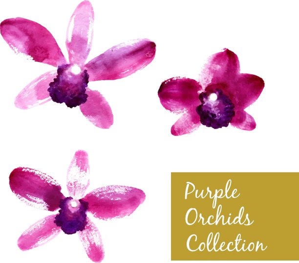 收集紫色水彩兰花图片下载