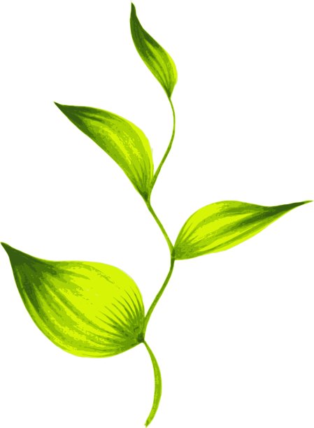 装饰装饰用绿叶茶枝图片下载