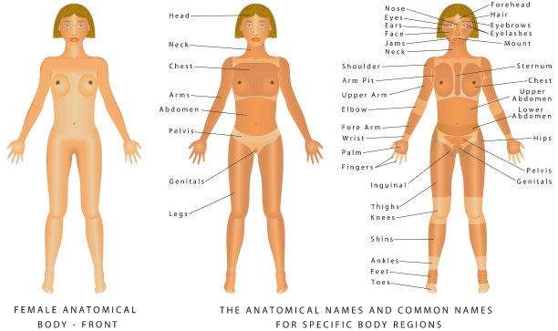 女性身体前面图片下载