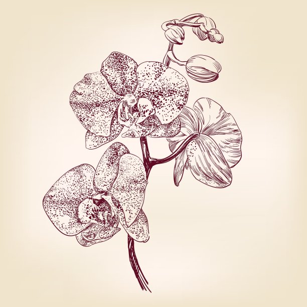 兰花手绘插画图片下载