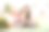 年轻女子和猫在卧室里玩。呆在家里的概念。抱着猫斯芬克斯和苏格兰折叠的小女孩在床上玩耍，拥抱。图片下载