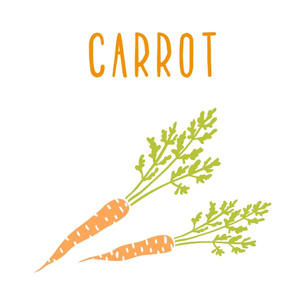 白萝卜孤立图片下载