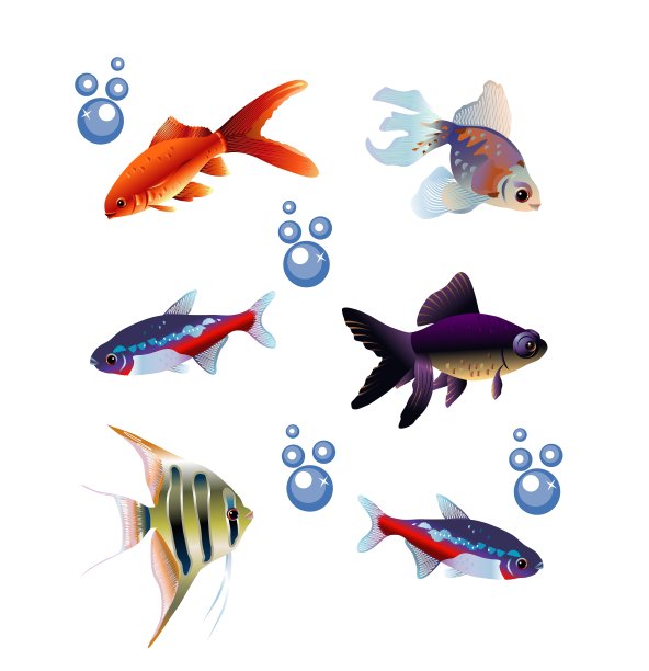 六个独立的鱼图片下载