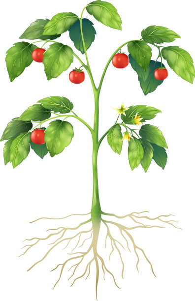 植物的部分图片下载