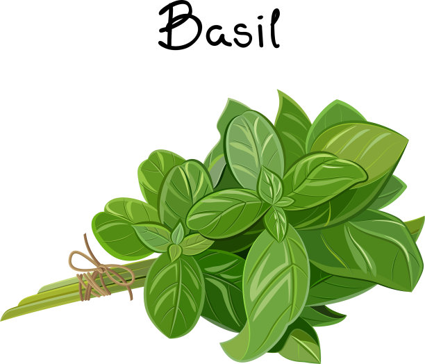 罗勒小枝图片下载