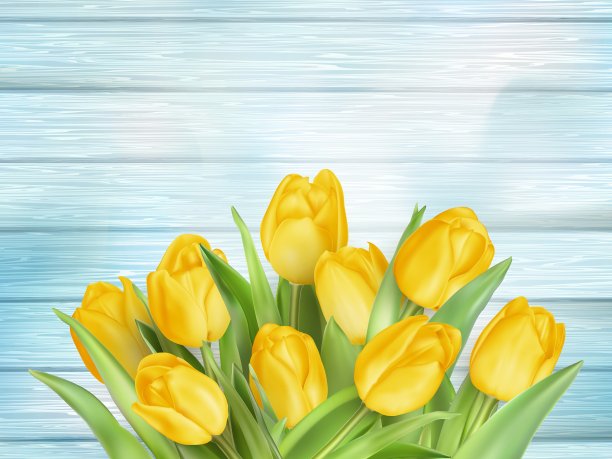 黄色郁金香花在木板EPS 10图片下载