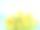 黄色郁金香花在木板EPS 10图片下载