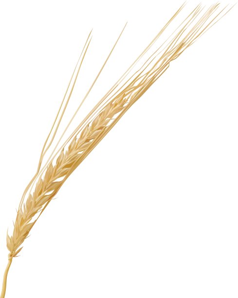 小麦的耳朵图片下载