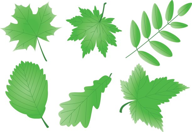 向量可编辑的绿叶图片下载