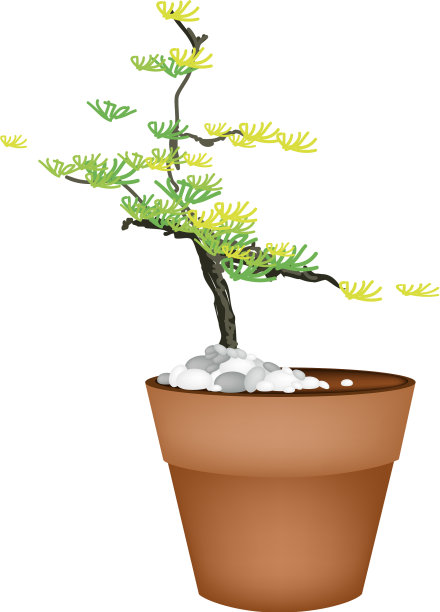 花盆里的一棵美丽的云杉图片下载