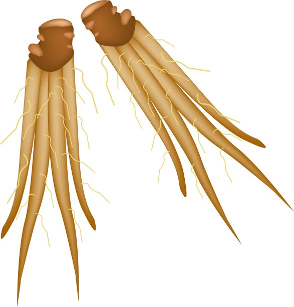 中国生姜或指根在白色背景图片下载