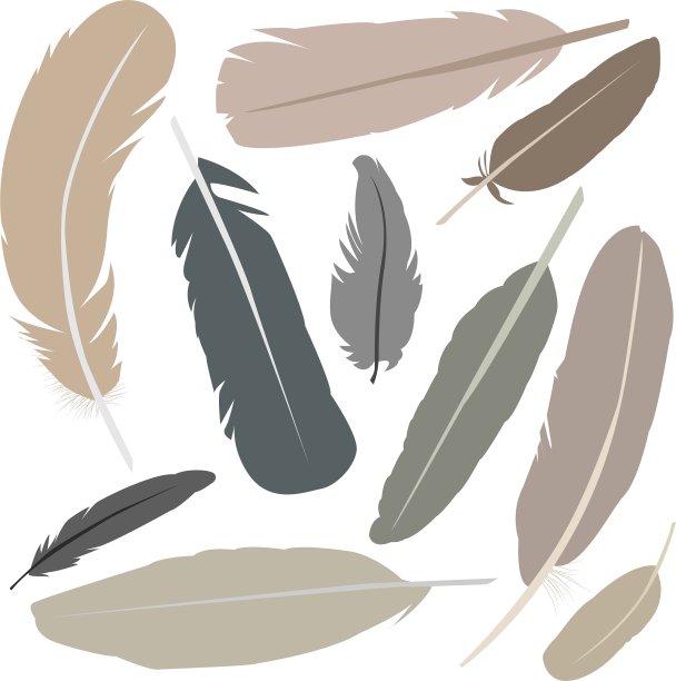 收集孤立的扁平风格的鸟羽毛图片下载