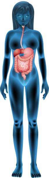 女性的消化系统图片下载