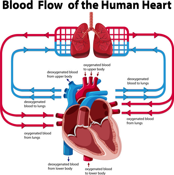 这张图表显示了人类心脏的血液流动图片下载