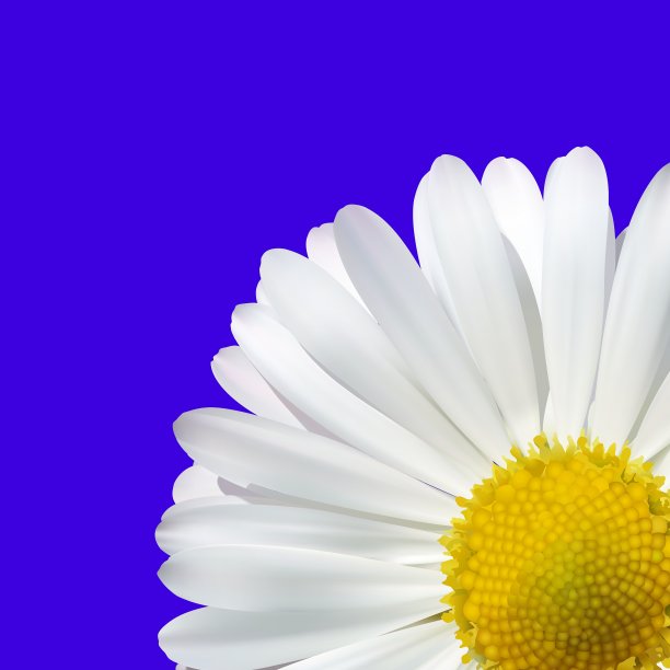 蓝色背景上的雏菊花图片下载