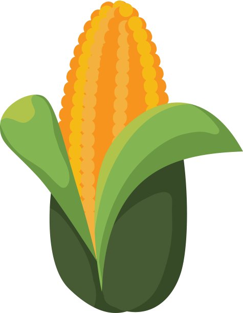 玉米是有机和健康的食品图片下载