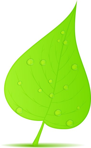 绿色的叶子图片下载