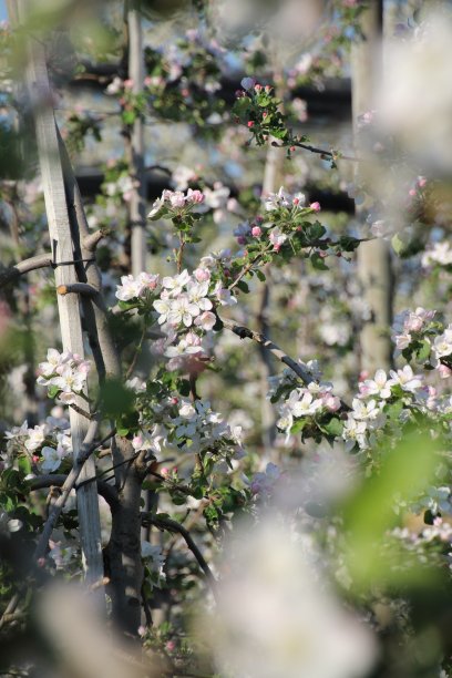苹果花图片下载