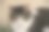 猫图片下载