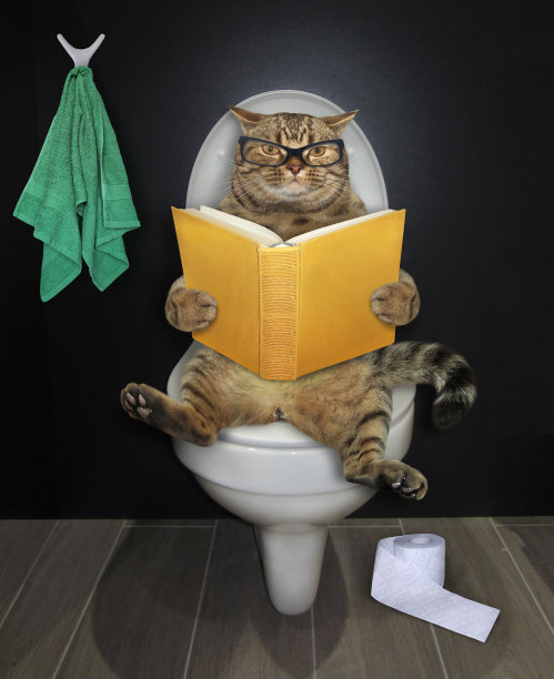 猫坐在马桶上拿着书2图片下载