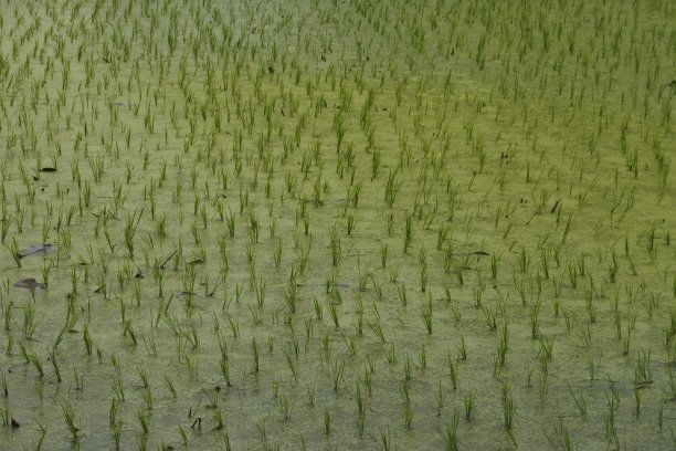 幼稻为自然背景图片下载