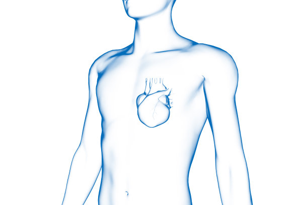 心脏，人体器官，医学三维模型图片下载