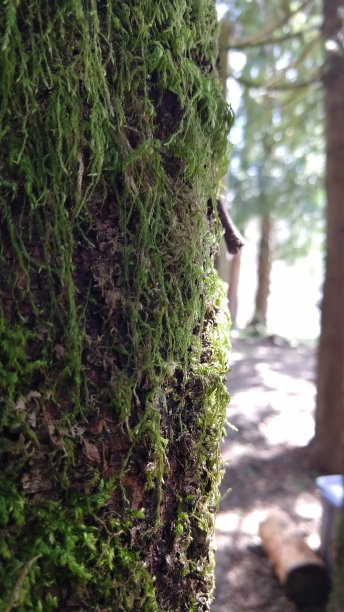 苔藓覆盖的树图片下载
