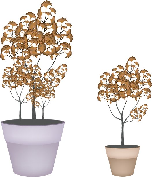 花盆中树木的等距图片下载