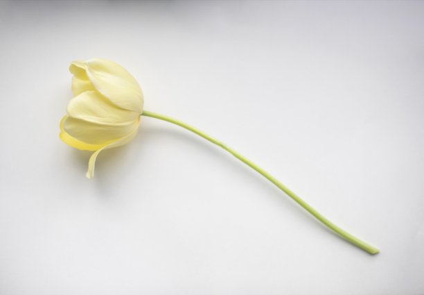 黄色郁金香绿色茎与白色背景图片下载