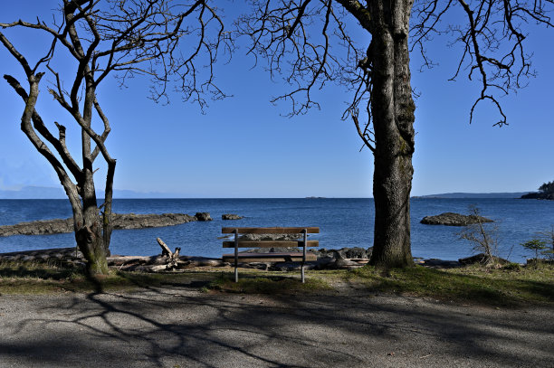 两棵树之间的公园长椅的后视图图片下载