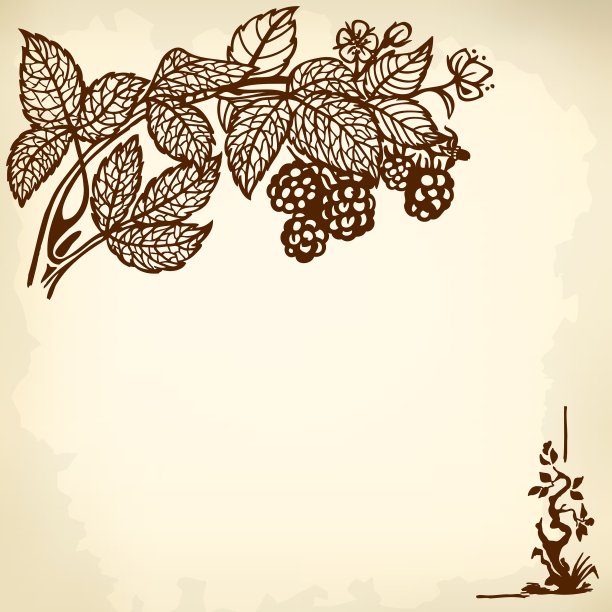 blackbarry分支图片下载