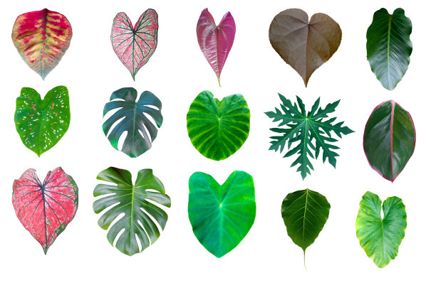 设置叶子在孤立的白色背景图片下载