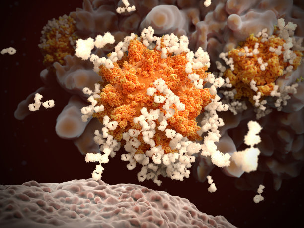 冠状病毒SARS-CoV-2的抗体调理。被包裹的病毒不能穿透目标细胞，被巨噬细胞吞噬和摧毁图片下载