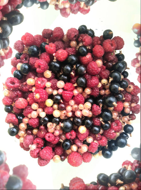 背景树莓，黑醋栗图片下载